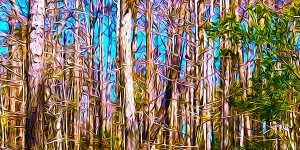 A Slice of Florida Trees